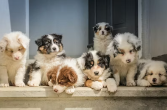 Before You Get a Dog: The Reality Check Nobody Wants to Hear