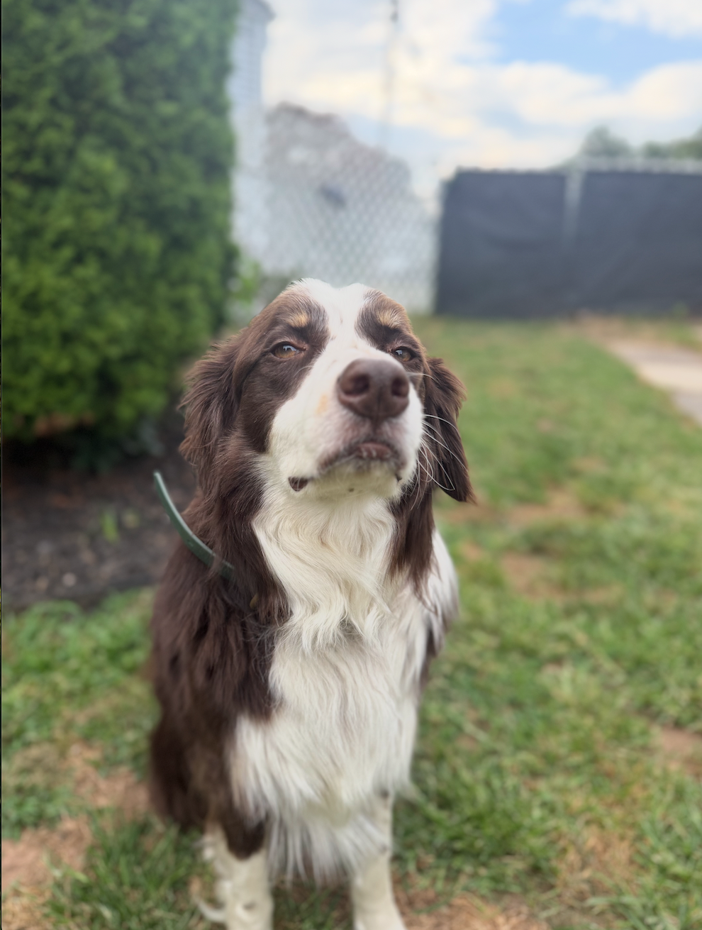 Bobby - Australian Shepherd de 6 años