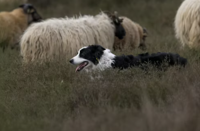 Your Dog Isn't Broken—You Just Got the Wrong Breed and Refuse to Admit It