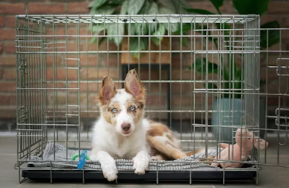 Crate Training Isn't Abuse—But What Happened to Your Dog While You Were Gone Might Be