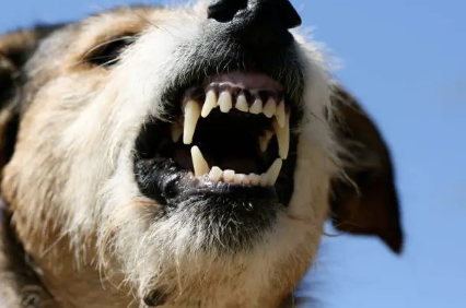 The K9 Ladder of Aggression: Why Your Dog Didn't "Snap Out of Nowhere"