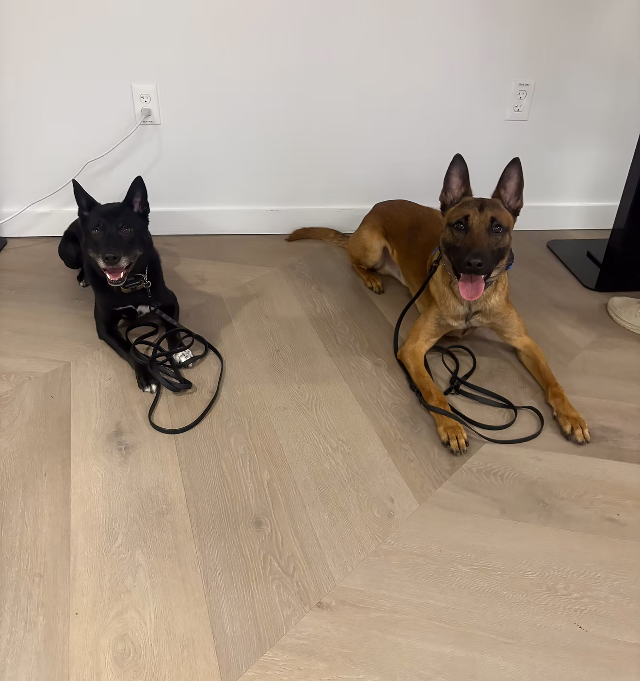 Professional dog training